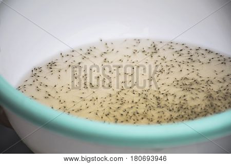 Larval shrimp in plastic bowl. Aquaculture animals.