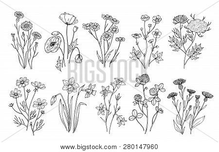 Wild Flowers. Sketch Wildflowers And Herbs Nature Botanical Elements. Hand Drawn Summer Field Flower