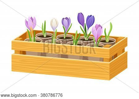 Transplant Flowers Or Young Plants Rested In Wooden Crate Vector Illustration