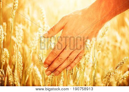 Wheat ears in man's hand. Harvest concept. Hand of farmer touching wheat corn agriculture. Ears of wheat close up. Harvest and harvesting concept. Cereal, Field of golden wheat. Whole grains