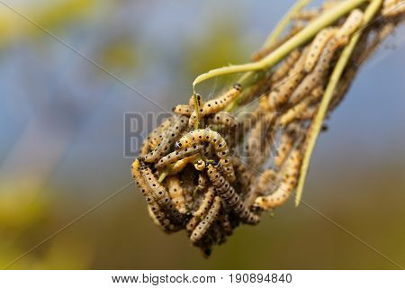 Caterpillars of ermine moths (Yponomeuta) on a communal larval web.