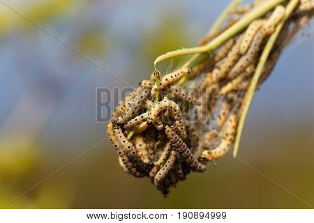 Caterpillars of ermine moths (Yponomeuta) on a communal larval web.