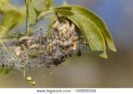 Caterpillars of ermine moths (Yponomeuta) on a communal larval web.