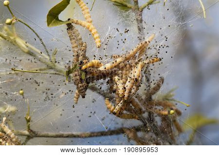 Caterpillars of ermine moths (Yponomeuta) on a communal larval web.