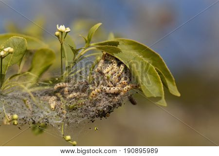 Caterpillars of ermine moths (Yponomeuta) on a communal larval web.