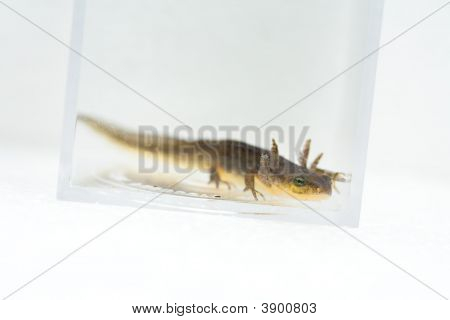 California Newt, Taricha Torosa, In Larval Stage