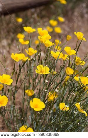 Cyme Inflorescences Of Yellow Bloom From California Poppy, Eschscholzia Californica, Papaveraceae, N