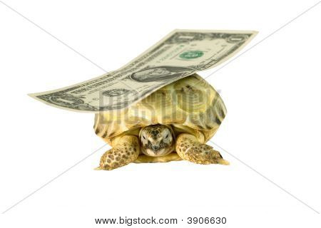 Turtle Carrying A Dollar Banknote