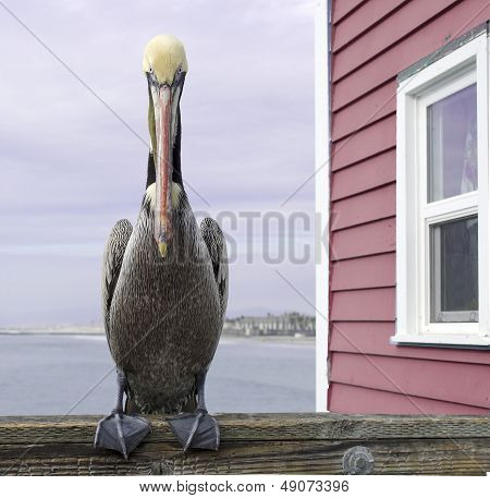 Pelican Boy