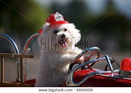 Fifi belgili tanımlık Bichon Frise köpek kurtarmak için yarışları