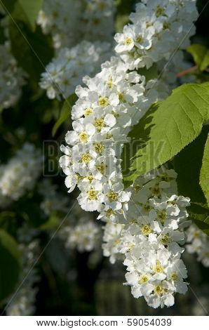 Hackberry Flowers