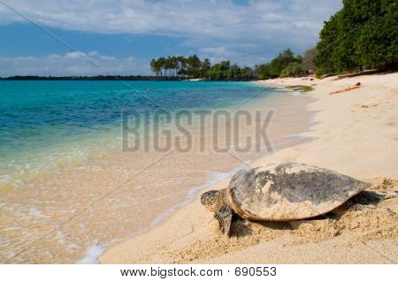 Turtle On The Tropical Beach