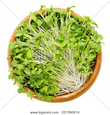 Mizuna sprouts in wooden bowl. Cotyledons of Brassica juncea japonica. Also Japanese mustard greens, kyona or spider mustard. Vegetable. Microgreen. Macro food photo close up from above over white.