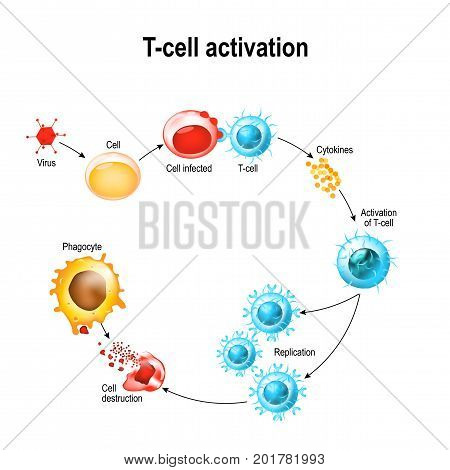 Activation of T-cell leukocytes. T-cell encounters its cognate antigen on the surface of an infected cell. T cells direct and regulate immune responses and attack infected or cancerous cells.