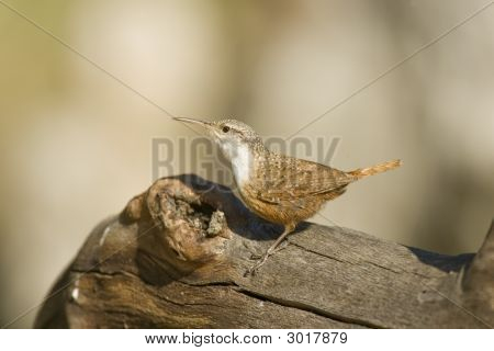 Canyon Wren Perched