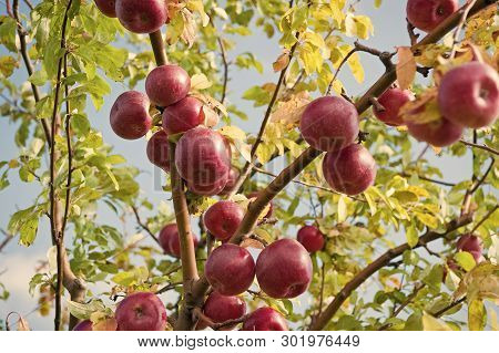 Rich Harvest Concept. Apples Red Ripe Fruits On Branch Sky Background. Apples Harvesting Fall Season