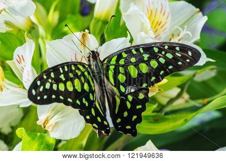 Butterfly Graphium agamemnon on the flowers