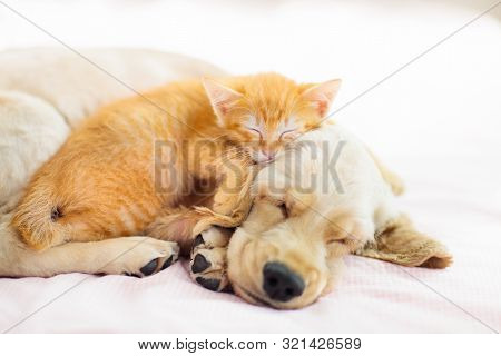 Cat And Dog Sleeping Together. Kitten And Puppy Taking Nap. Home Pets. Domestic Animals.