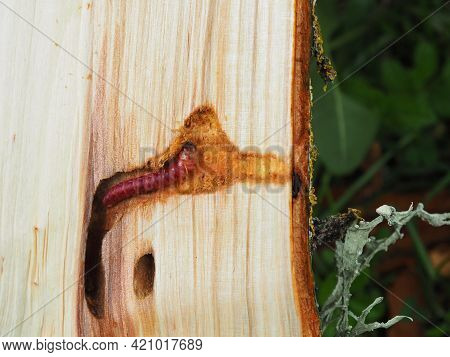 Larval Caves. Forest And Tree Pests. Damaged Wood. Insect In A Tree Trunk