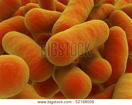 Bacteria Strain