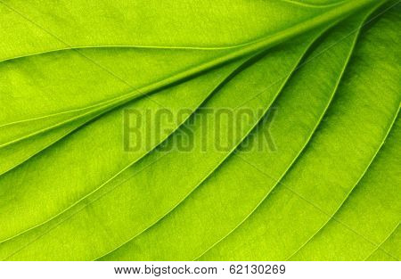  green leaf texture