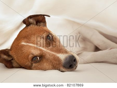 Dog In Bed