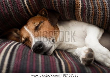 Dog Sleeping