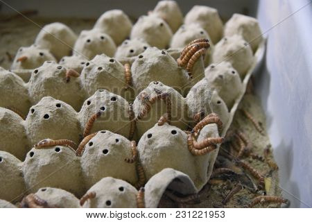 Multiple Numerous Mealworm Beetle Larval On A Cardboard Tray, Animals