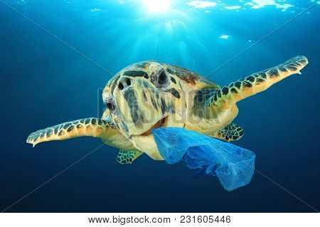 Plastic pollution problem - Sea Turtle eating plastic bag polluting ocean