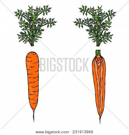 Fresh Orange Carrots With Leaves. Half Of Carrot. Sliced Carrot. Ripe Vegetables. Carrots With Tops.