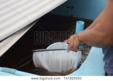 Larval shrimp in plastic bowl. Aquaculture animals.