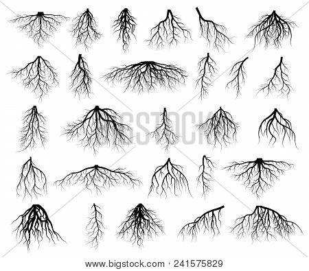 Set Of Tree Roots