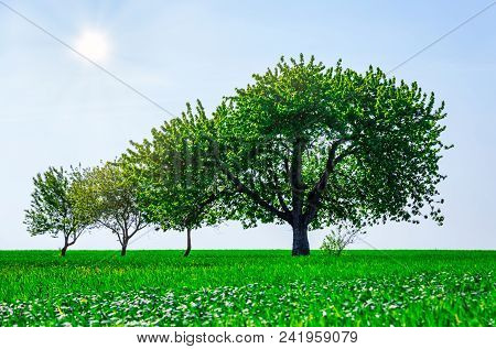 Beautifull Trees In A Field. Generation Growth Legacy Family Concept