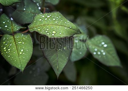 Fresh Green Leaf Leaf Sheet, Rain Falls On Leaves. After Rain Autumn Sadness Rose Leaves