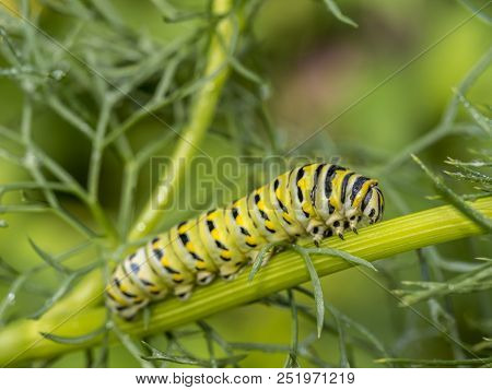 Caterpillars Are The Larval Form Of Members Of The Order Lepidoptera