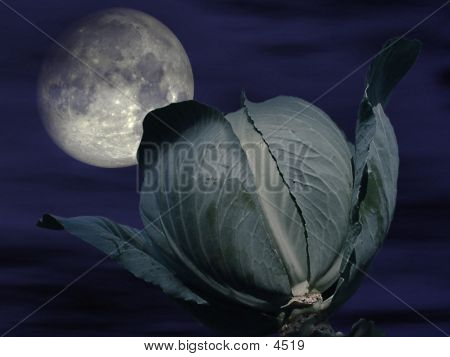 The Moon And The Cabbage