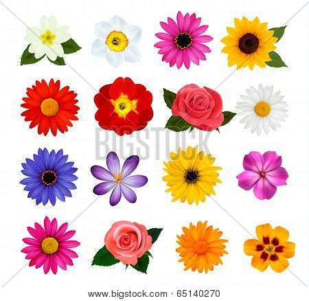 Big Collection Of Colorful Flowers. Vector Illustration.