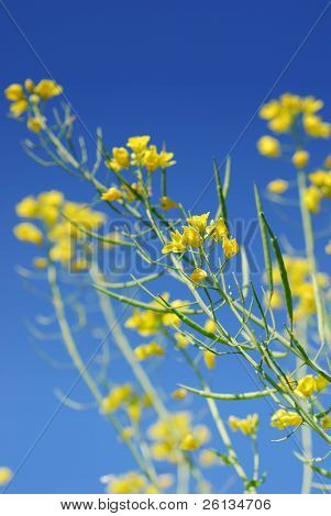 Macro of a mustard flower set against a clear blue sky - Brassica juncea, Brassica nigra