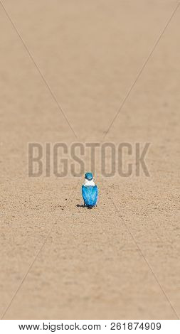 Bird (white-collared Kingfisher) In A Nature Wild