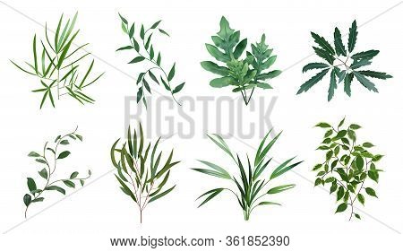 Green Realistic Herbs. Eucalyptus, Fern Plant, Greenery Foliage Plants, Botanical Natural Leaves Her