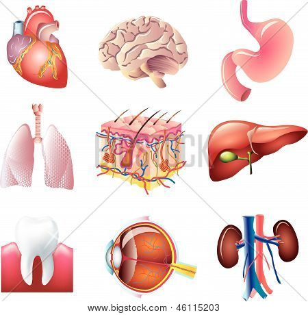 menschlichen Körper Teile detaillierte Vector set