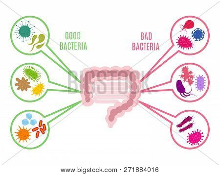 Poster Of Intestinal Flora Gut Health Vector Concept With Bacteria And Probiotics Icons Isolated On 