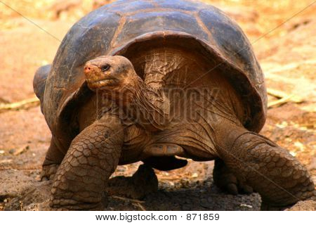 Galapagos Tortoise