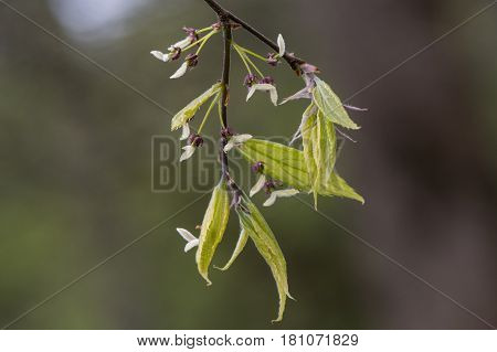 Nettle tree (Celtis reticulata) flowers and new leaves. Small deciduous tree in the family Cannabaceae native to western North America aka netleaf or western hackberry