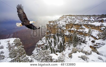 Bald eagle flying above grand canyon