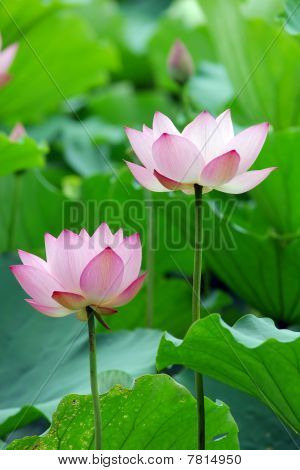 blühenden Lotus flower