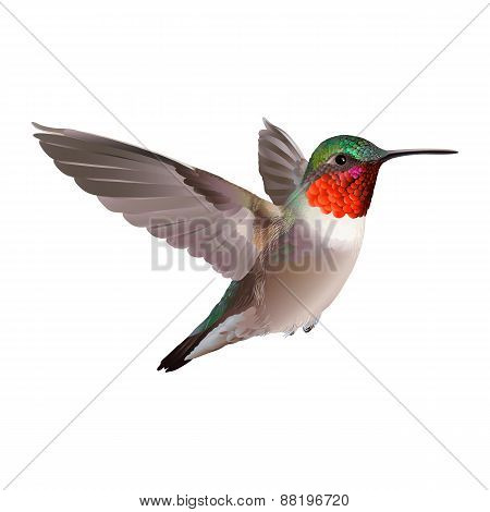 Hummingbird on white background. Colubris archilocus