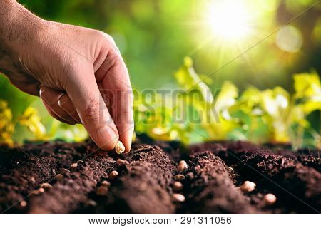 Farmer's hand planting seeds in soil