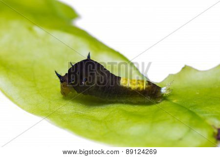 Young Tailed Jay Caterpillar