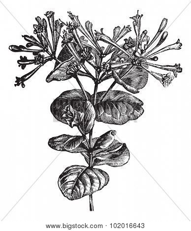 Trumpet Honeysuckle or Lonicera sempervirens, vintage engraving. Old engraved illustration of a Trumpet Honeysuckle plant showing flowers. Trousset encyclopedia.